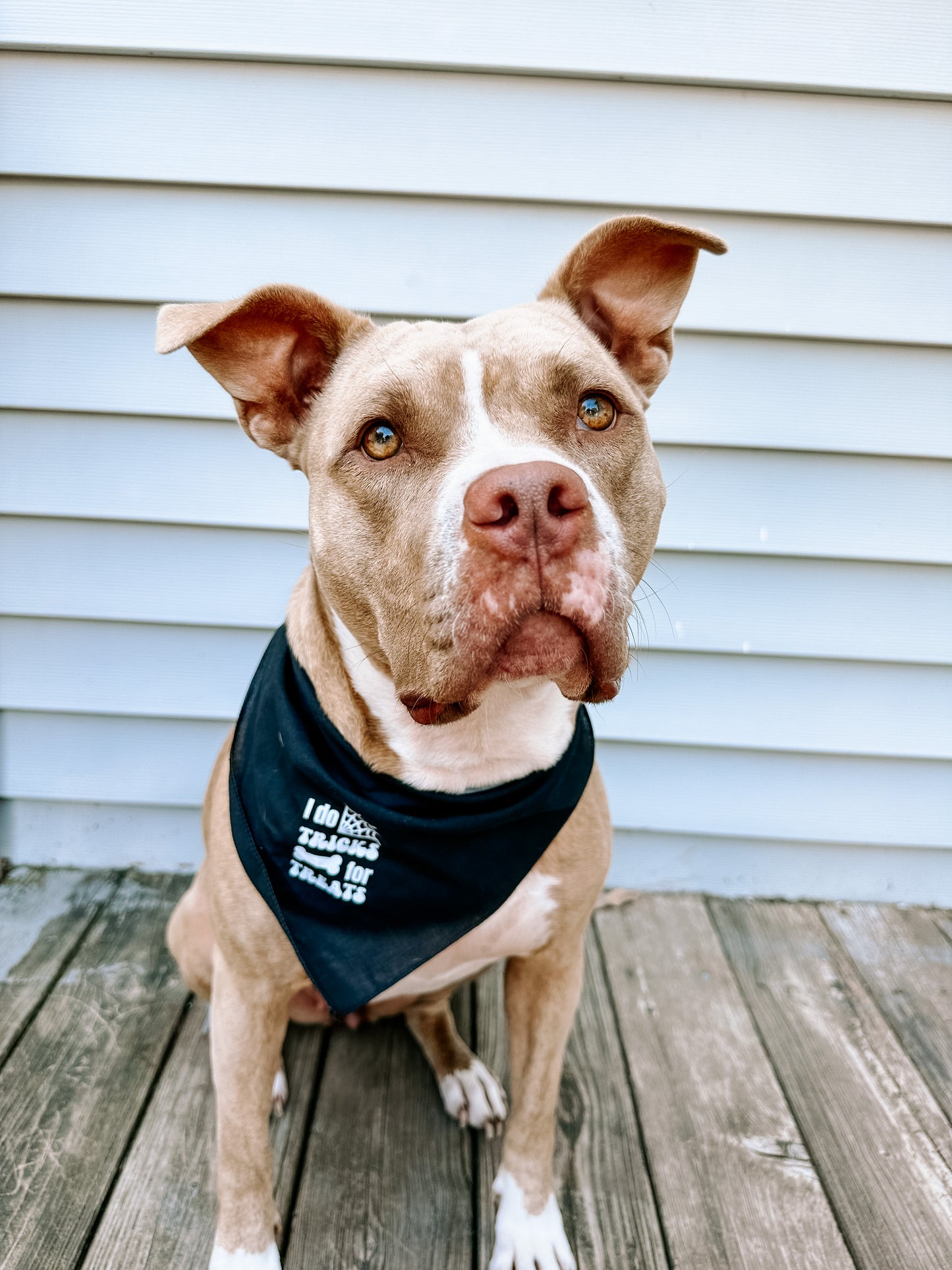 "I Do Tricks For Treats" Bandana