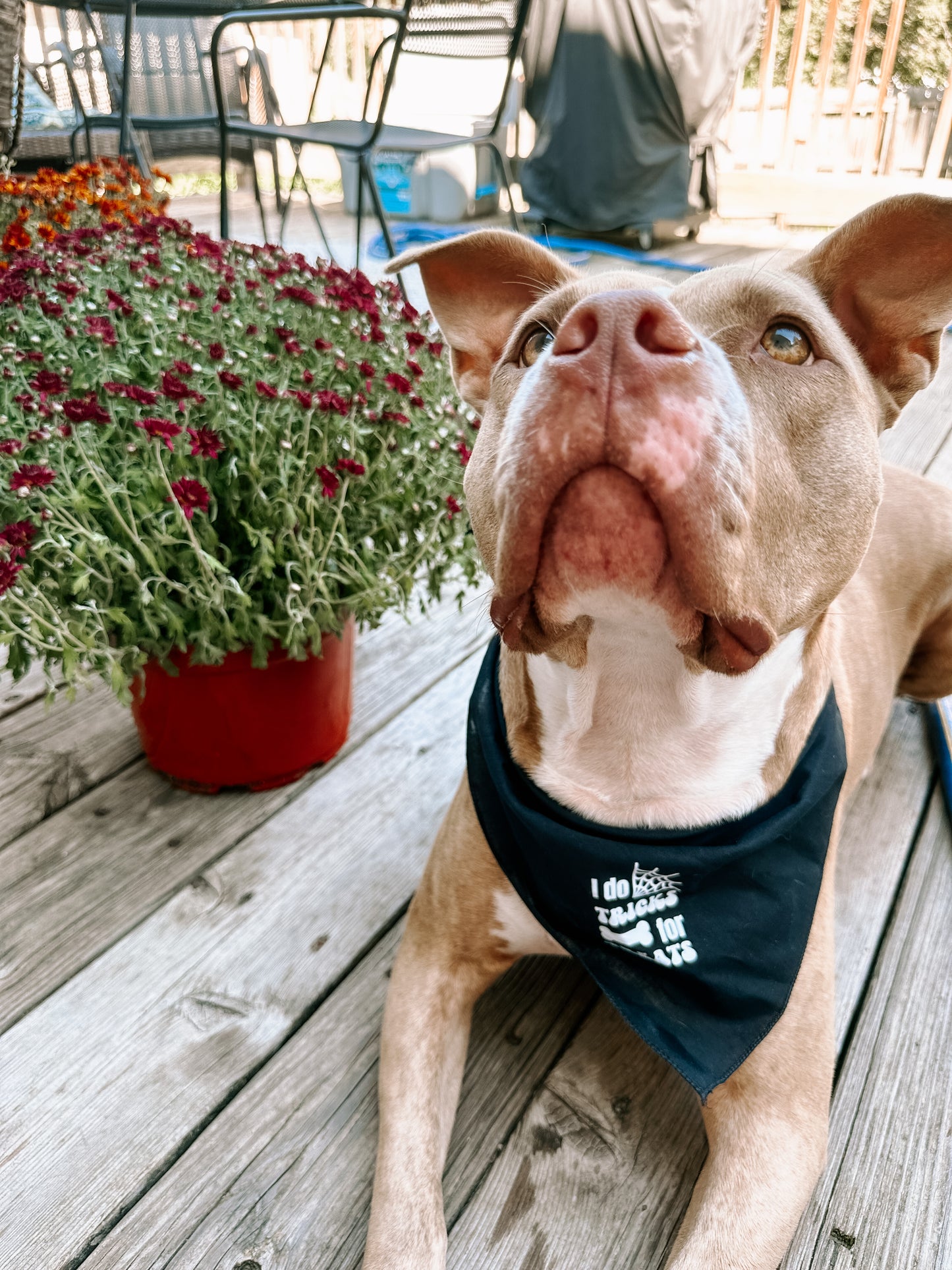 "I Do Tricks For Treats" Bandana